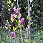 Akacfa Hortenzia Zalakaros