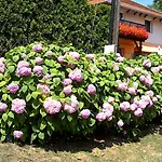 Akacfa Hortenzia Apartment Zalakaros