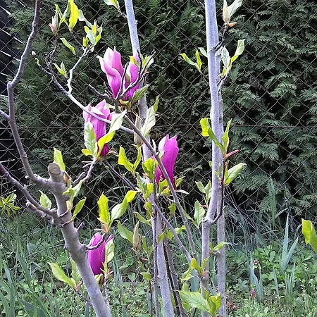 Akacfa Hortenzia 佐洛卡罗斯