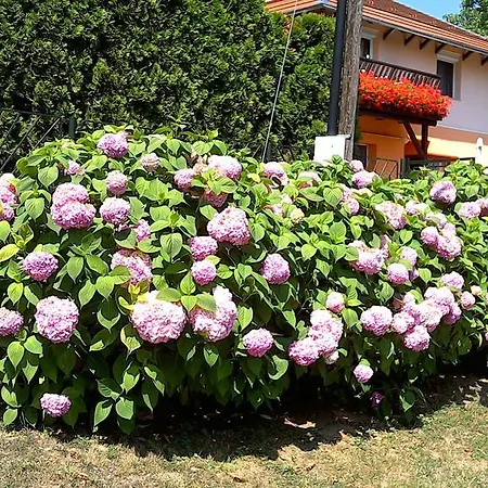 Akacfa Hortenzia Daire Zalakaros