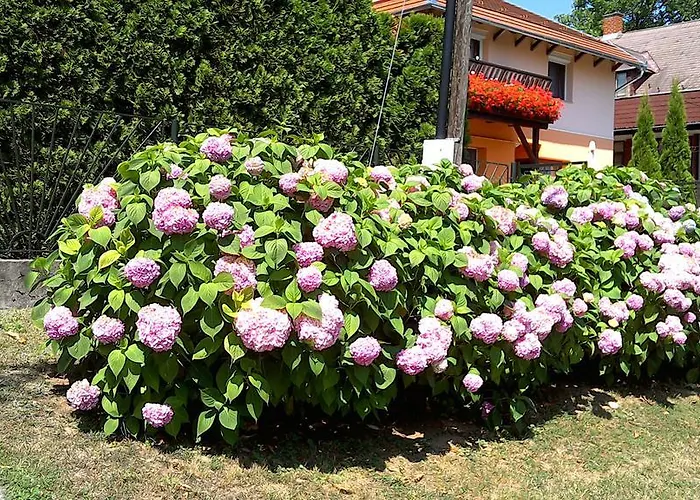 Akácfa Hortenzia Apartamento Zalakaros